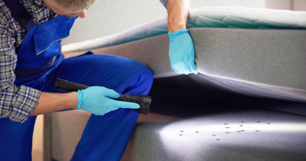 Best Affordable Pest Control Services  in Kaibab Estates West, AZ