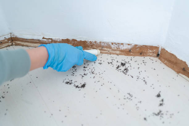 Best Local Pest Control Services  in Kaibab Estates West, AZ