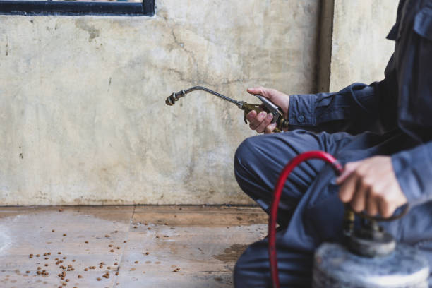 Best Wasp Removal Services  in Kaibab Estates West, AZ